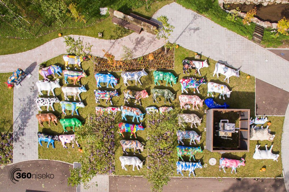 Cows Ready for Auction, 3 Oct 2015