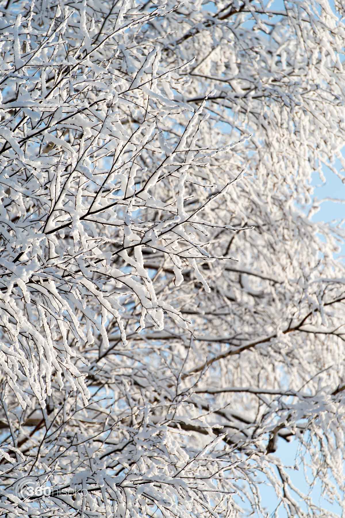 Niseko Snow Report, 5 December 2017