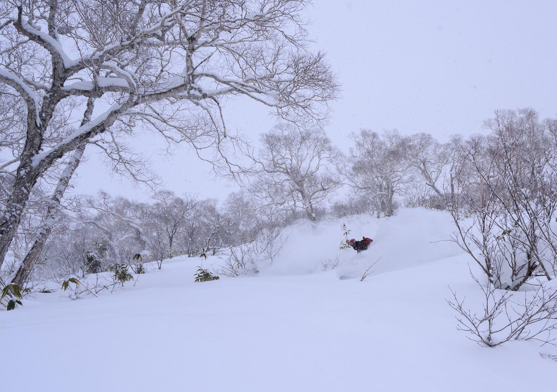Niseko Snow Report 15 January 2020