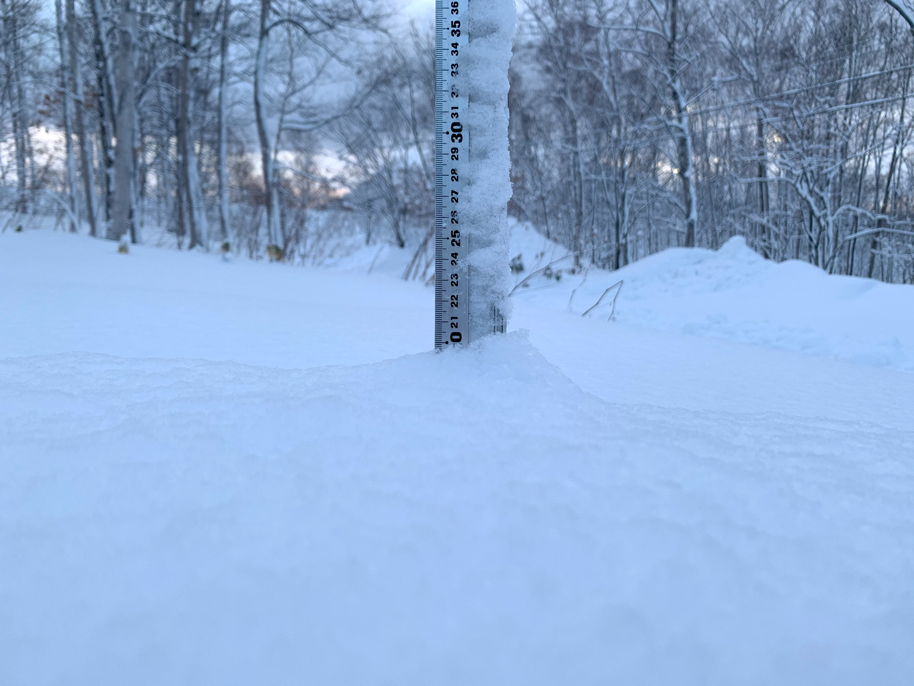 Niseko Snow Report, 24 February 2020