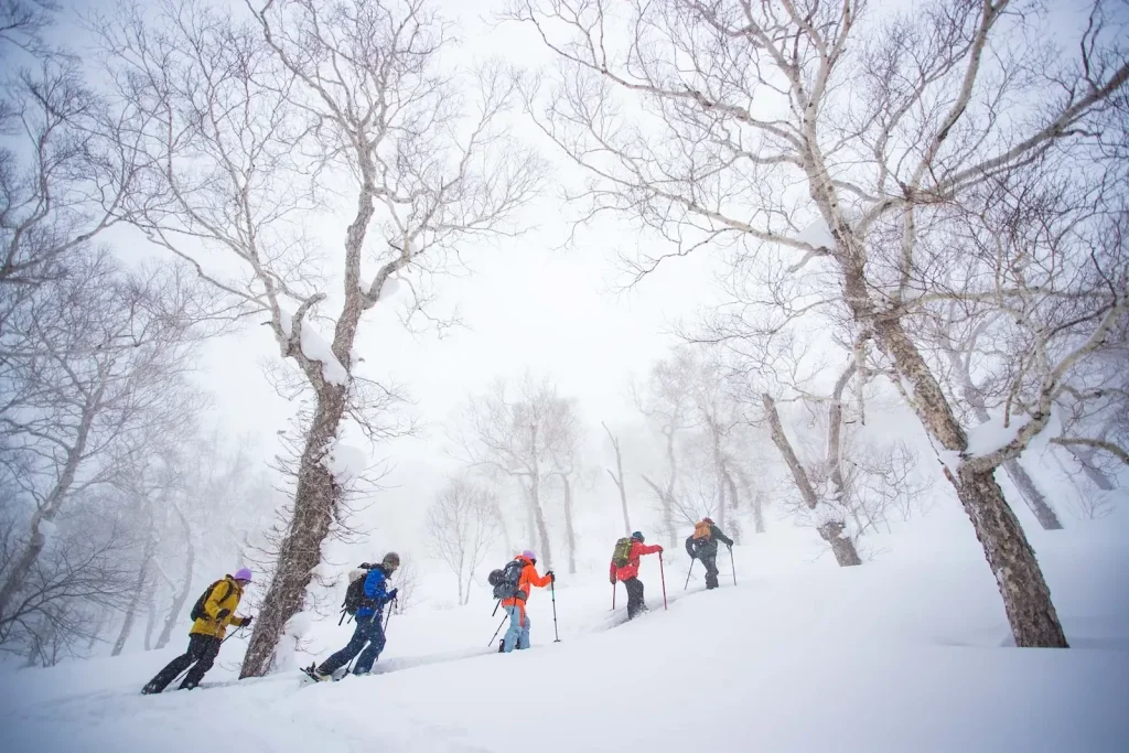 Group of ski tourers skinning uphill in single file through a snowy birch forest in Niseko